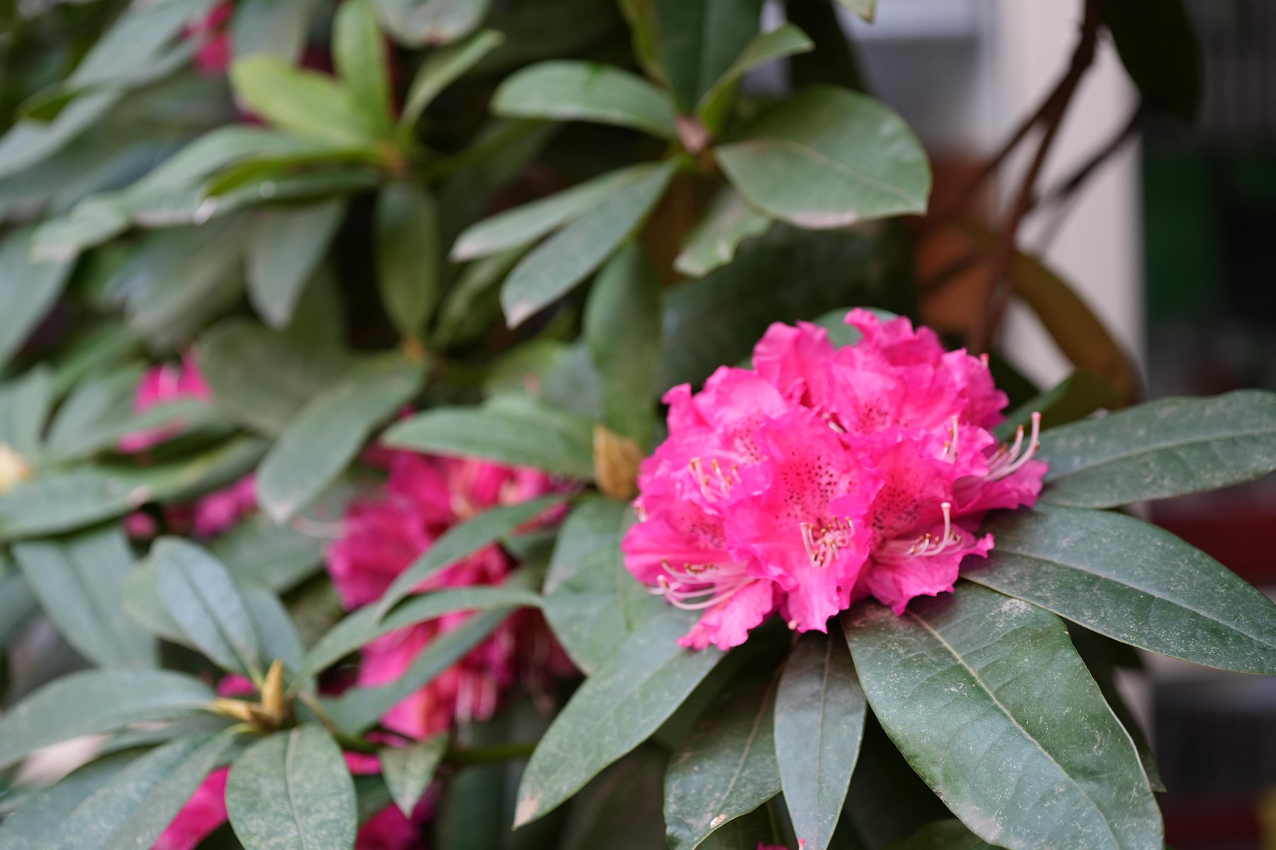 Flores cor-de-rosa em plano de detalhe